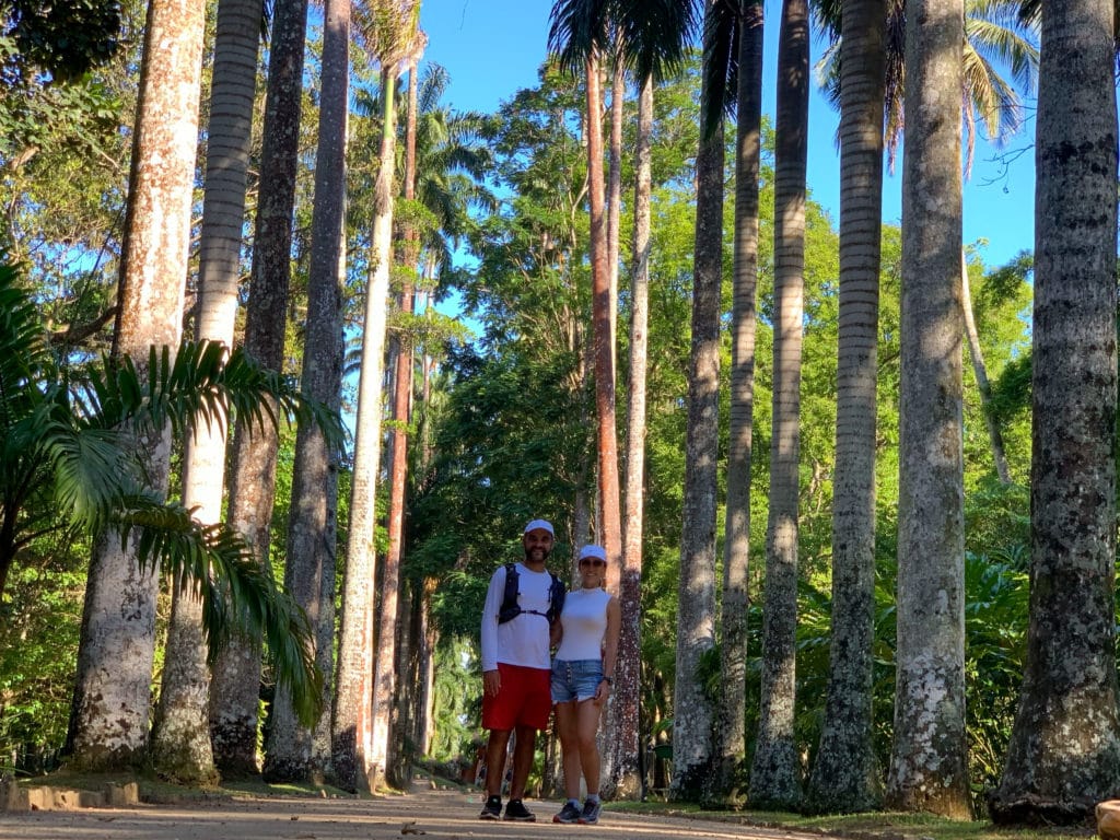 Jardim botanico Palmeiras reais no Rio de Janeiro